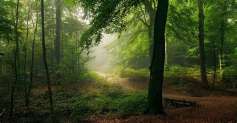 Forest Path Mist Green Morning Moss Nature Landscape Trees Hd
