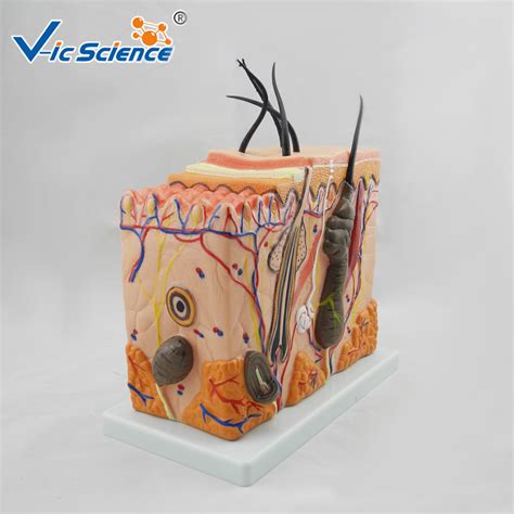 Medium Sized Human Anatomical Model Skin Model Anatomy Magnification 70
