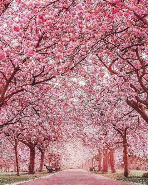 Beautiful Cherry Blossom Trees 🌸 Pink Blossom Tree Nature Landscape
