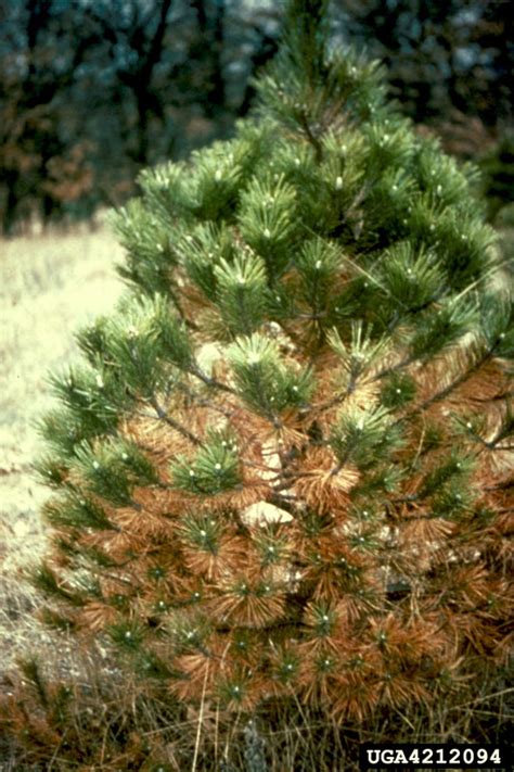 Brown Spot Needle Blight Of Pine Mycosphaerella Dearnessii On Austrian Pine Pinus Nigra