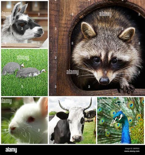 Different Animals Collage Hi Res Stock Photography And Images Alamy