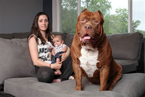 Hulk The Gentle Giant Exploring The World’s Largest Pit Bull News Breaking