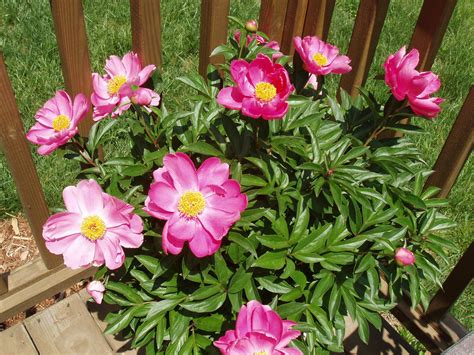 It will make a sure impression in your garden. Southern Peony: 2013 Questions - Container Grown Peony Plants