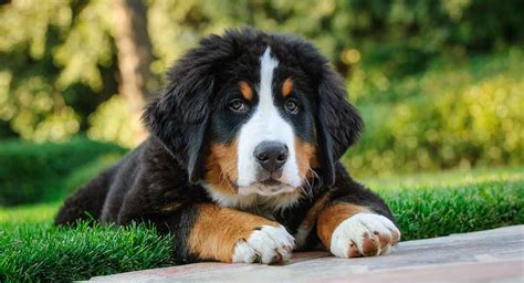 Bernese Mountain Dog Temperament More About This Big Breed Bernese