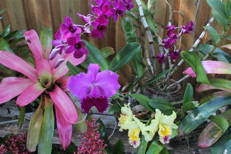 Bromeliads And Orchids Bromeliads Orchids Plants Plant Planets Orchid