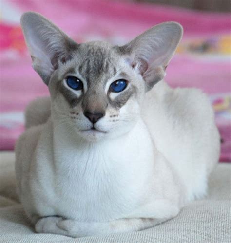 Oriental Most Affectionate Cat Breeds Oriental Shorthair Cats
