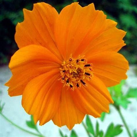 Cosmos Orange Seeds 10 Seeds The Affordable Organic Store