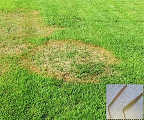 Large Brown Patch Of Zoysia Lawns