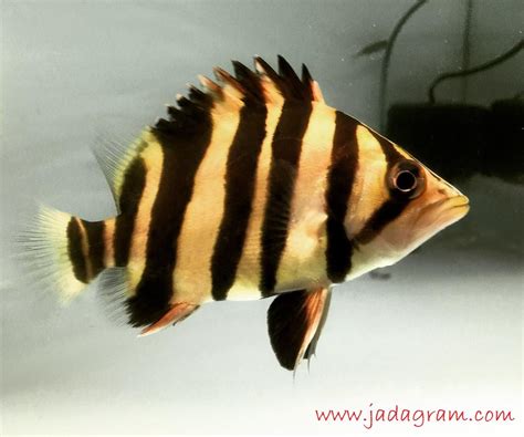 We did not find results for: 51+ Gambar Ikan Hias Tanpa Warna, Trend Terbaru!