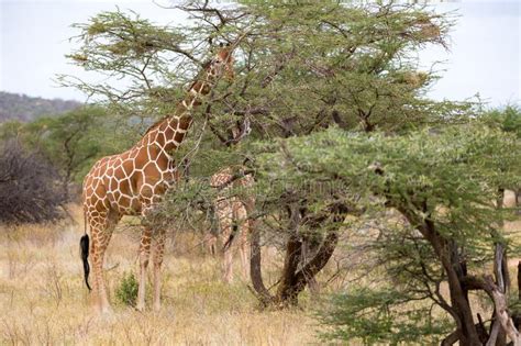 Giraffes Between The Acacia Trees In The Savannah Of Kenya Stock Photo