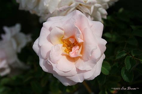 Beginners guide to rose varieties. PlantFiles Pictures: Floribunda Rose 'Pretty Lady' (Rosa ...