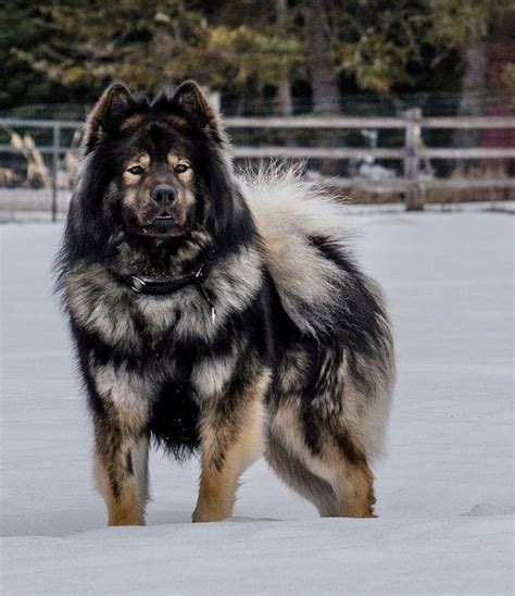 Amazing Dogs Page 8 Freekibble Big Dog Breeds Giant Dogs
