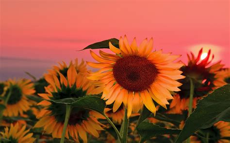 Field Sunflowers Sunset Wallpaper 1920x1200 101196