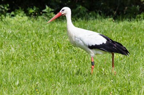 Birds That Look Like Storks The Garden And Patio Home Guide
