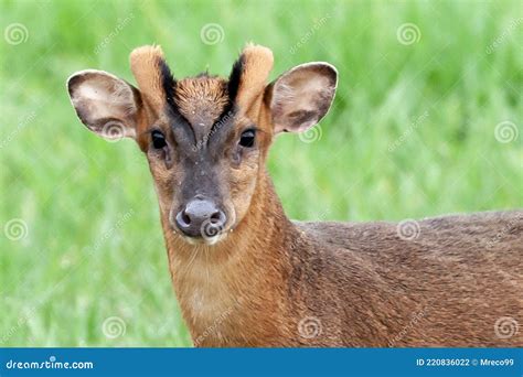 Muntjac Deer Head Shot Close Up Stock Photo Image Of Wildlife