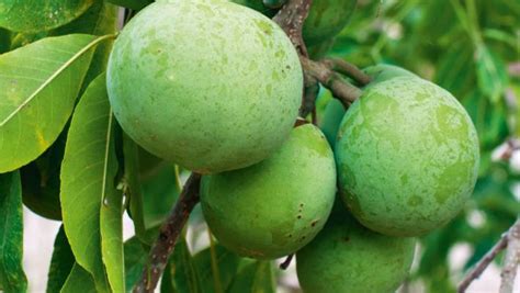 8 Tropical Fruits You Can Grow In New Zealand Nz
