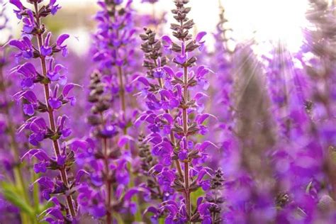 growing salvia in pots planting guide gardening tips