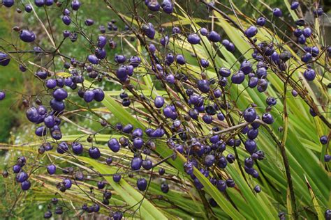 Turutu Blueberry Dianella Nigra Native Plant Of New Ze Flickr