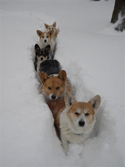 5 Corgis Trudging Through The Snow Corgi