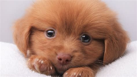 Sweet Brown Puppy
