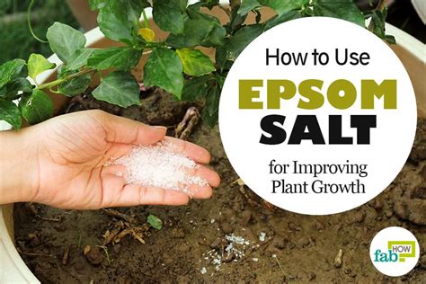 What does it do, what are the biological effects? How to Use Epsom Salt in Garden for Improving Plant Growth ...
