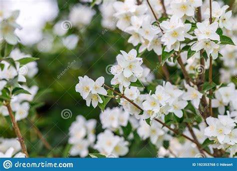 Branch Of White Jasmine Flowers In Garden Stock Photo Image Of