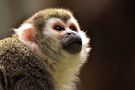 El Mono Capuchino Información Y Características