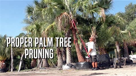 Proper Palm Pruning Youtube