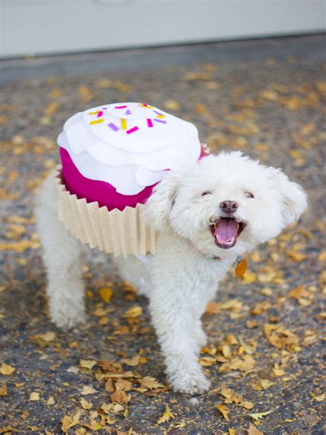 Halloween Costumes For Dogs An Overload Of Cuteness Easyday