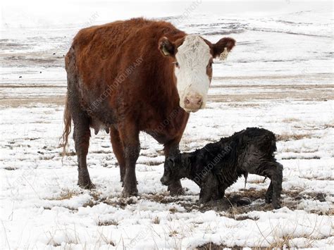 Cow And Newborn Calf In Snow Stock Image C0073587 Science Photo