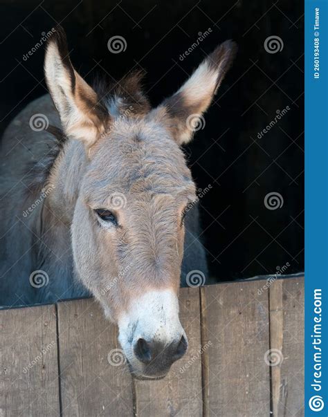 Donkey In Stable Stock Photo Image Of Grey Hoof Hoofed 260193408