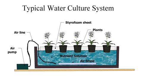 Build Your Own Hydroponics Water Culture System Hydroponics Blog