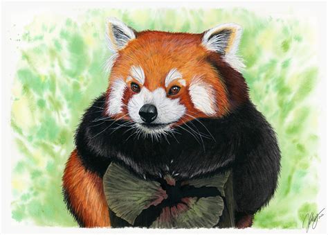 Artstation Red Panda