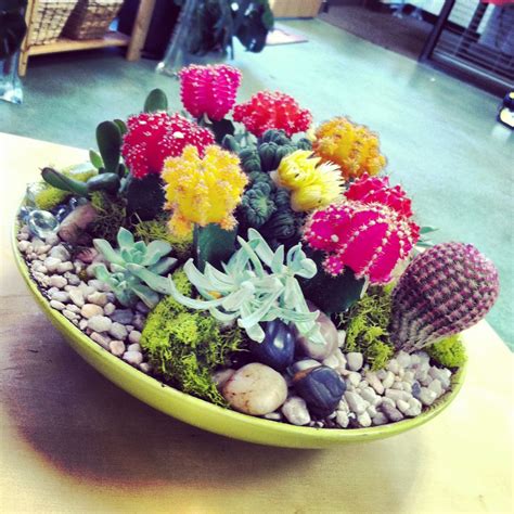 Moon Cacti And Succulent Dish Garden Indoor Cactus Plants Cactus