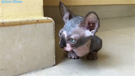 Bambino Cat Munchkin Sphynx Cat 🤣 Walking So Cool Sphynx Kittens