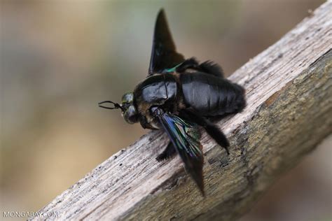 Giant Black Carpenter Bee Xylocopa Sp