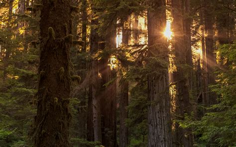 Forest Sunlight Trees Redwood Hd Wallpaper Nature And Landscape