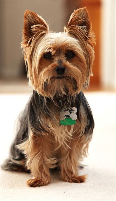 Dogs Yorkie Puppy Haircuts Yorkie Cuts Yorkie Hairstyles Chien