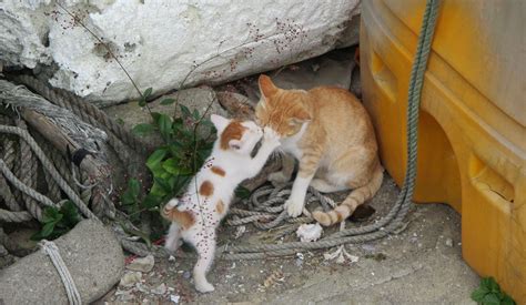 癒されること間違いなし！世界中の観光客を魅了する青島に住む「親子愛であふれる猫」の写真10枚 Preciousjp（プレシャス）