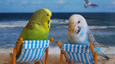 Budgie Wallpaper Birds Hd Backgrounds Cute Parrot Budgies Bird