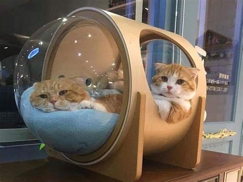 Kediniz Için Ahşaptan Sımsıcak Bir Yatak Cat Bed Pet Beds Pet Furniture