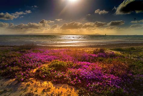 Beach Flowers Clouds Sea Sun Rays Sand Nature Landscape Magenta