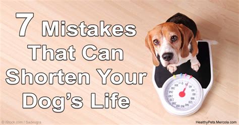 7 Common Dog Care Mistakes