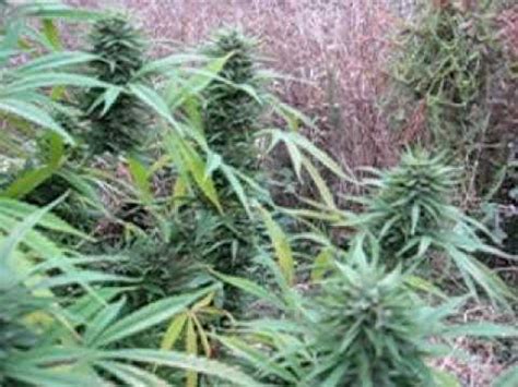 Dating a widower who is not ready. My outdoor weed plant ready to harvest - YouTube