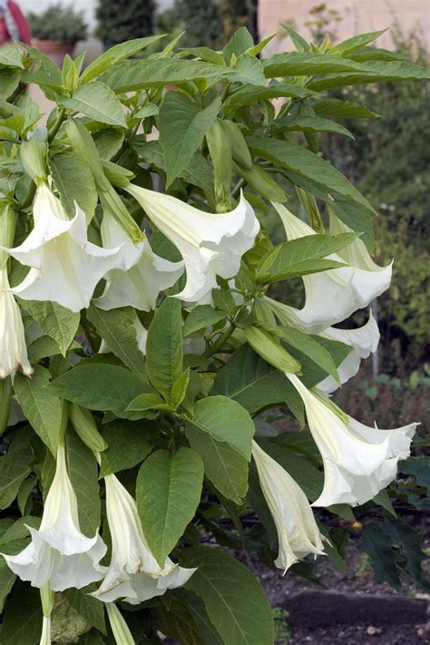 11 Fragrant Night Blooming Flowers Best Flowers That Only Bloom At Night