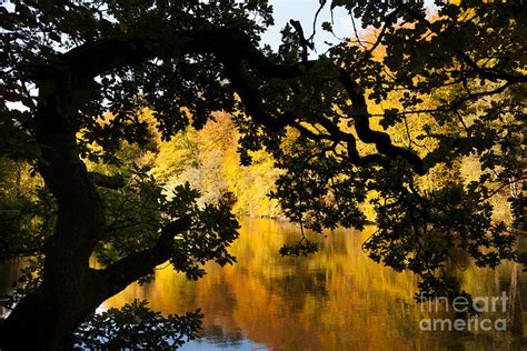 Autumn Trees Reflected In Still Lake Photograph By Peter Noyce