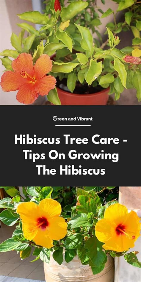 Tropical Hibiscus Buying And Growing Guide Hibiscus Tree