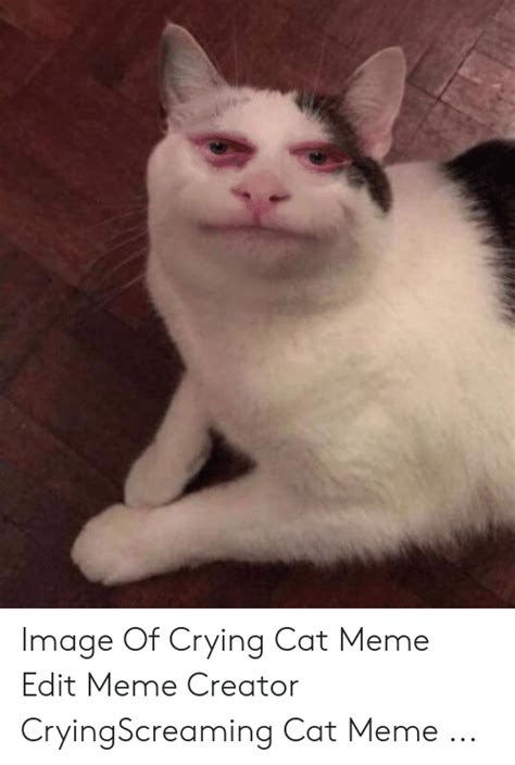 Crying Cat Meme Eyes Transparent Best Cat Wallpaper