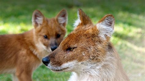 Dhole San Diego Zoo Animals And Plants