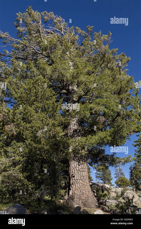 Western White Pine Pinus Monticola Old Tree Sierra Nevada Stock